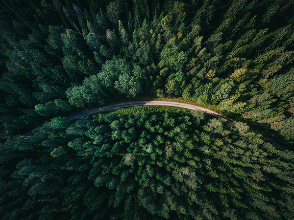 Une forêt vue du ciel